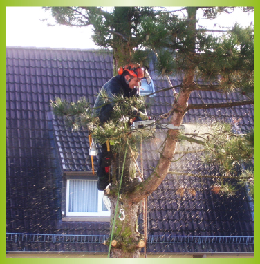 GeBaum Baumpflege