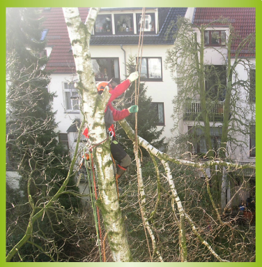 GeBaum Baumpflege